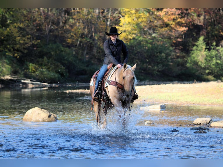 American Quarter Horse Gelding 10 years 15 hh Palomino in Clarion