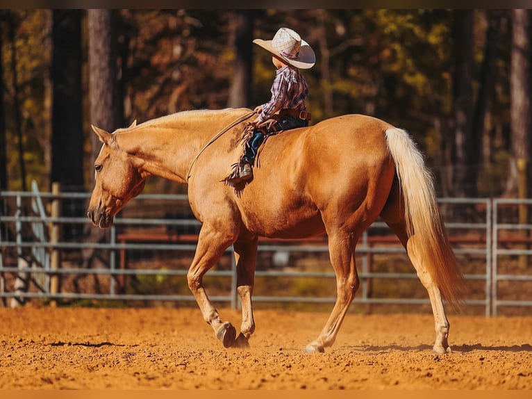 American Quarter Horse Gelding 10 years 15 hh Palomino in Lyles