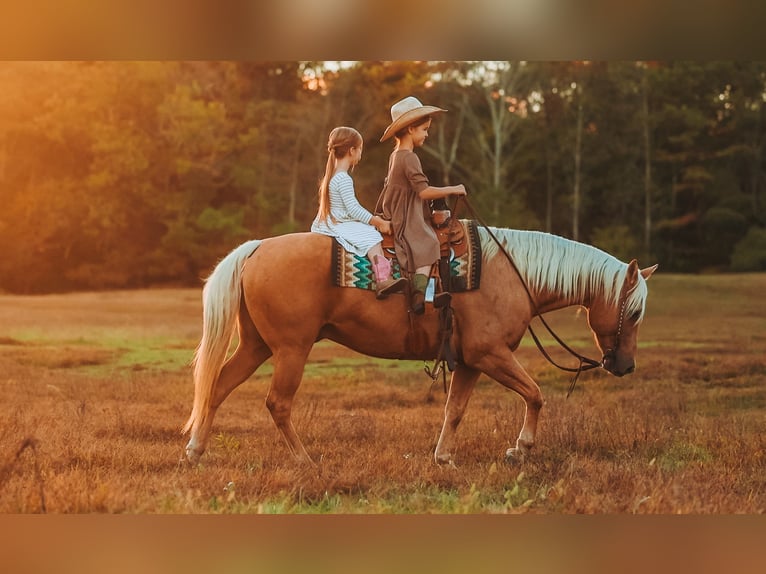 American Quarter Horse Gelding 10 years 15 hh Palomino in Lyles