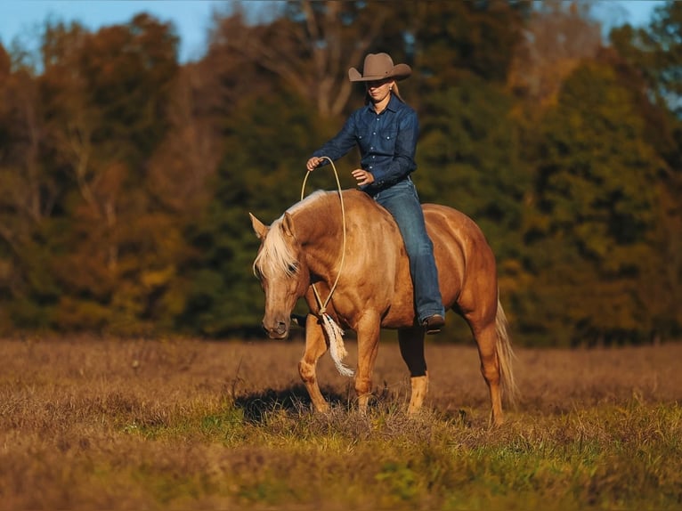 American Quarter Horse Gelding 10 years 15 hh Palomino in Lyles