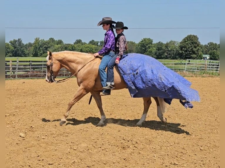 American Quarter Horse Gelding 10 years 15 hh Palomino in Robards, KY