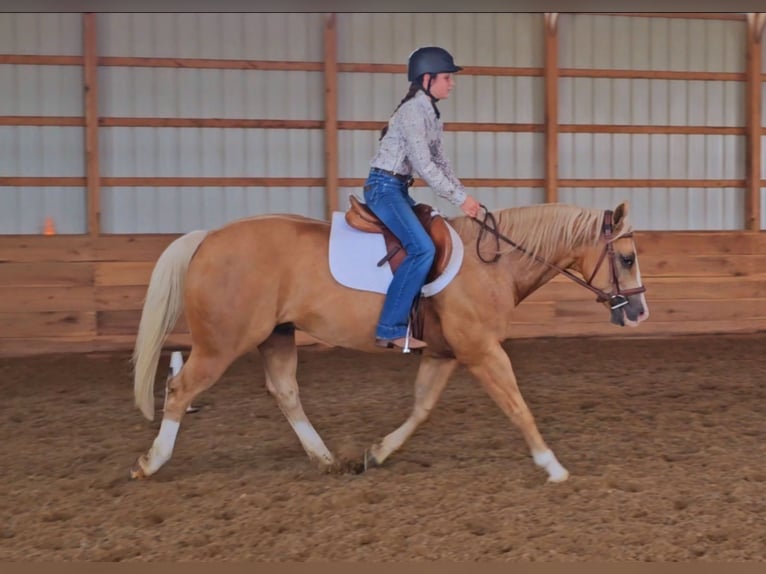 American Quarter Horse Gelding 10 years 15 hh Palomino in Robards, KY