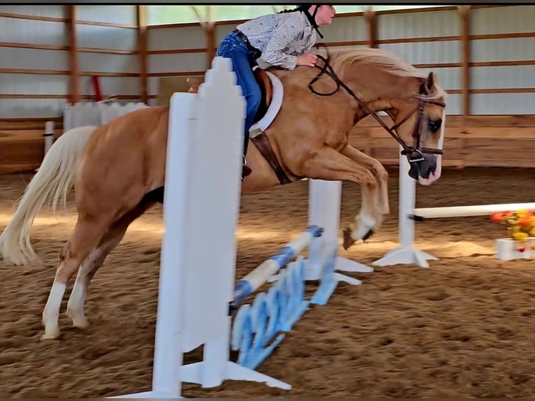 American Quarter Horse Gelding 10 years 15 hh Palomino in Robards, KY