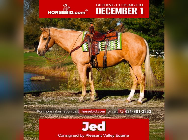 American Quarter Horse Gelding 10 years 15 hh Palomino in Robards