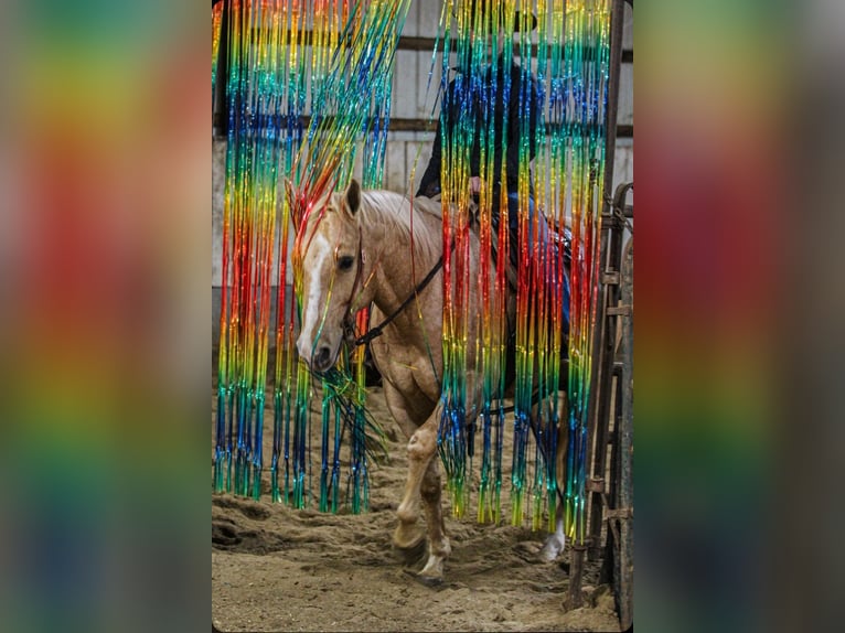 American Quarter Horse Gelding 10 years 15 hh Palomino in Robards