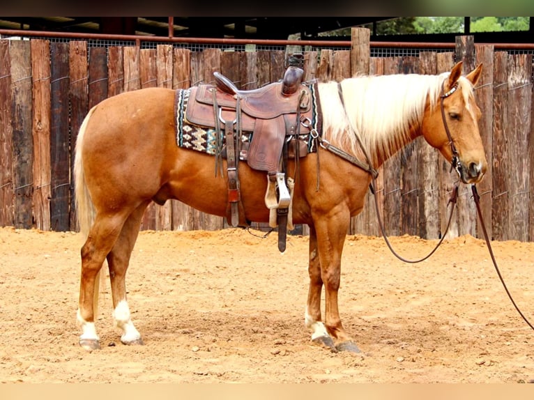 American Quarter Horse Gelding 10 years 15 hh Palomino in Joshua TX
