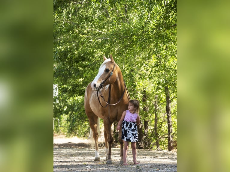 American Quarter Horse Gelding 10 years 15 hh Palomino in Caldwell ID