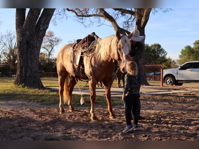 American Quarter Horse Gelding 10 years 15 hh Palomino in Grand Saline TX