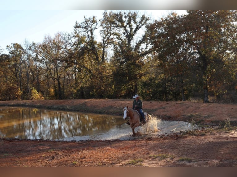 American Quarter Horse Gelding 10 years 15 hh Palomino in Grand Saline TX
