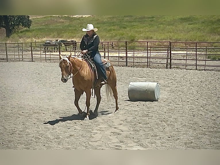 American Quarter Horse Gelding 10 years 15 hh Palomino in King City CA