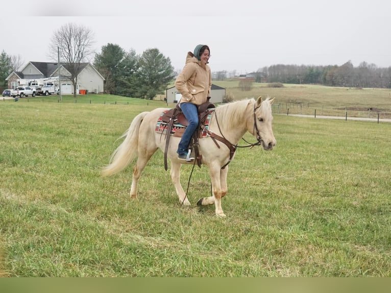 American Quarter Horse Gelding 10 years 15 hh Palomino in rineyville KY