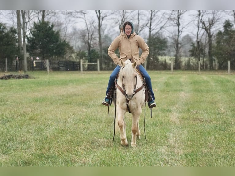 American Quarter Horse Gelding 10 years 15 hh Palomino in rineyville KY