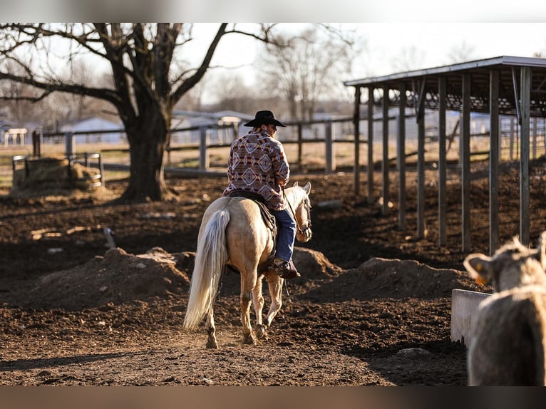 American Quarter Horse Gelding 10 years 15 hh Palomino in Santa Fe, TN