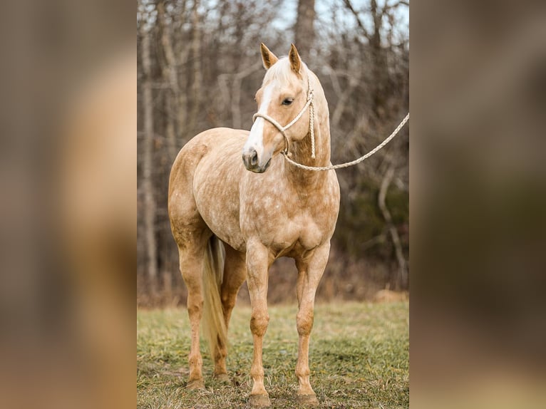 American Quarter Horse Gelding 10 years 15 hh Palomino in Santa Fe TN