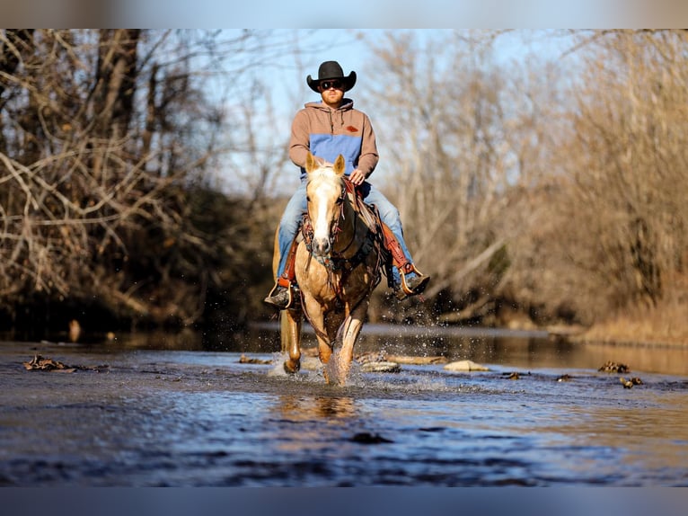 American Quarter Horse Gelding 10 years 15 hh Palomino in Santa Fe TN