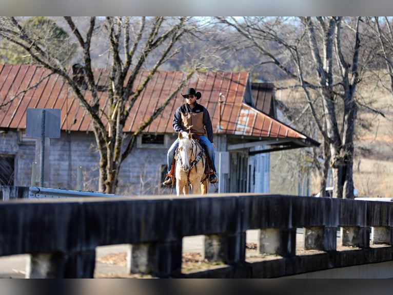 American Quarter Horse Gelding 10 years 15 hh Palomino in Santa Fe TN