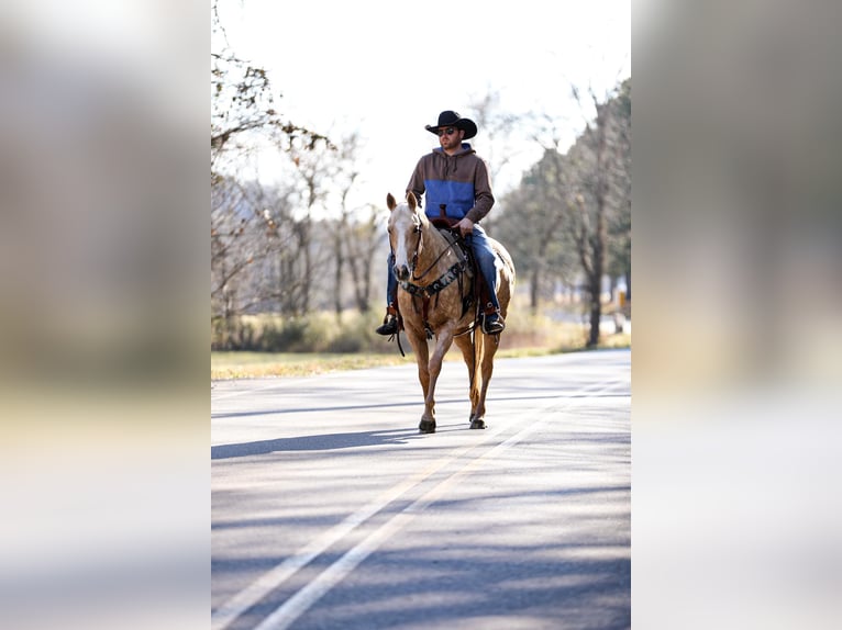 American Quarter Horse Gelding 10 years 15 hh Palomino in Santa Fe TN