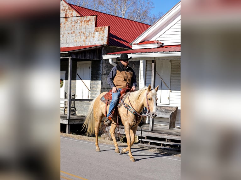 American Quarter Horse Gelding 10 years 15 hh Palomino in Santa Fe TN