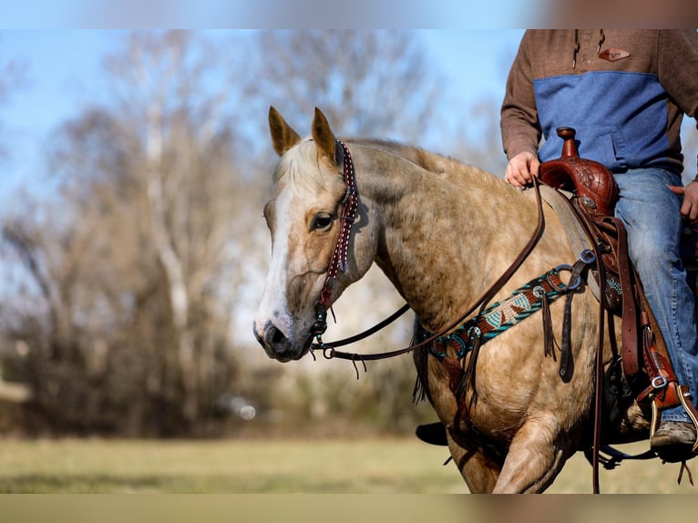 American Quarter Horse Gelding 10 years 15 hh Palomino in Santa Fe TN