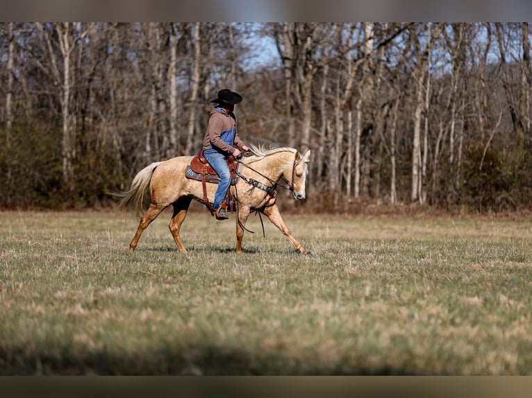 American Quarter Horse Gelding 10 years 15 hh Palomino in Santa Fe TN