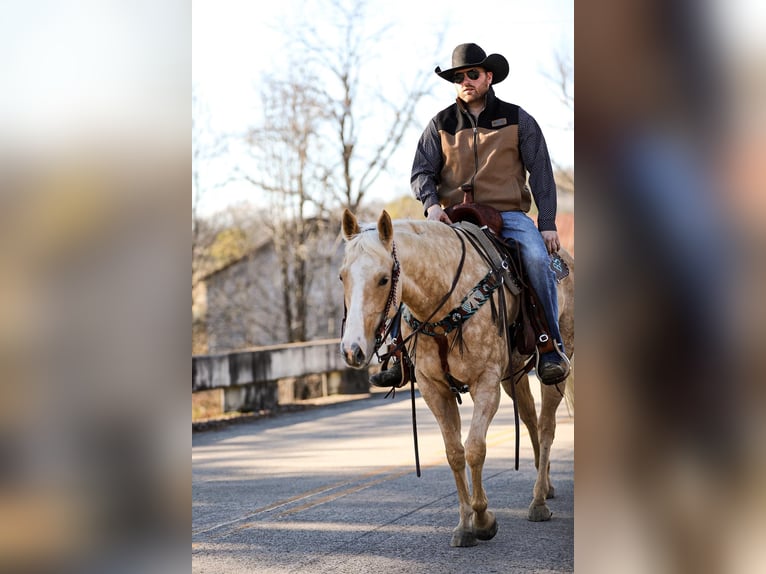 American Quarter Horse Gelding 10 years 15 hh Palomino in Santa Fe TN