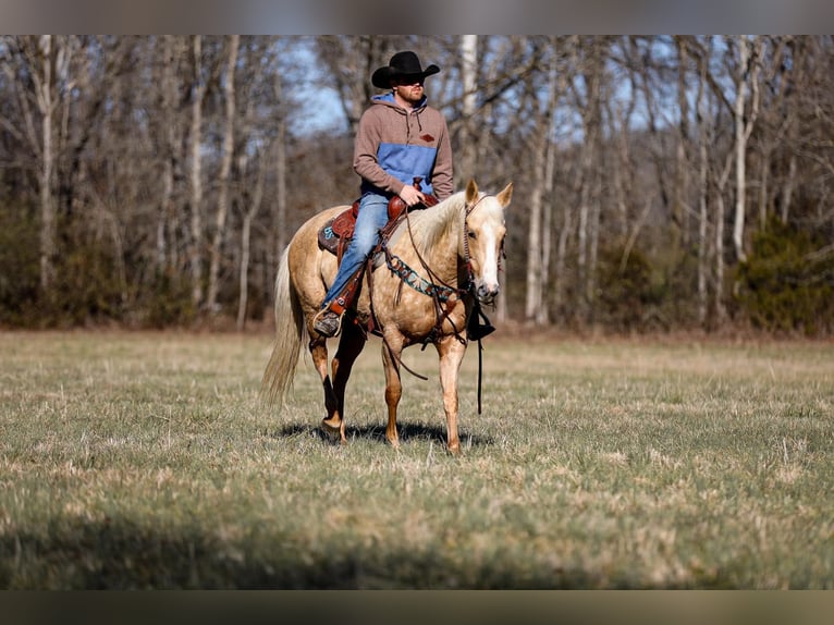 American Quarter Horse Gelding 10 years 15 hh Palomino in Santa Fe TN