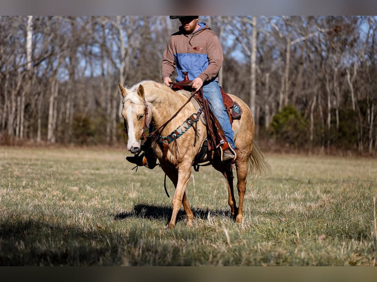 American Quarter Horse Gelding 10 years 15 hh Palomino in Santa Fe TN