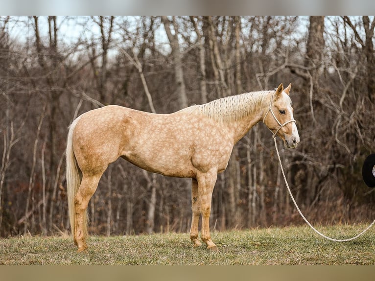 American Quarter Horse Gelding 10 years 15 hh Palomino in Santa Fe TN