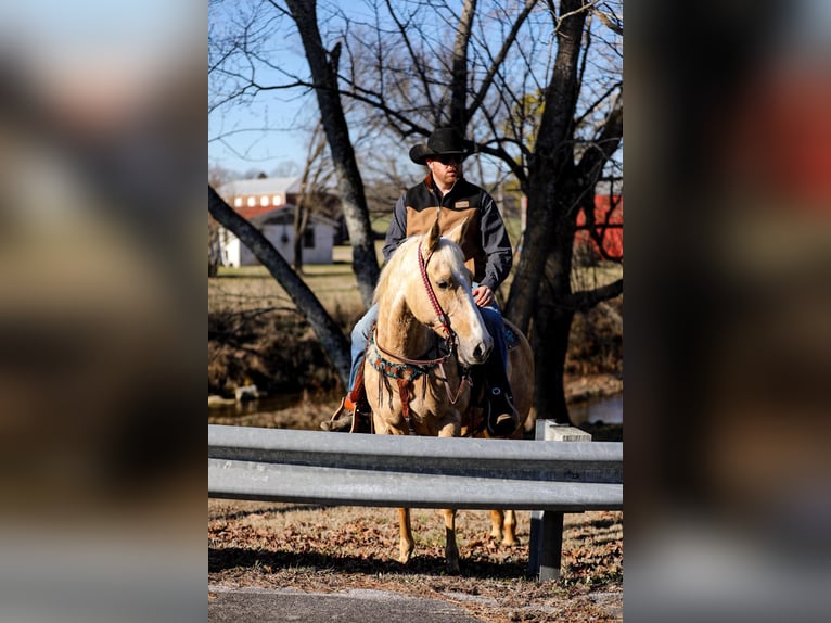 American Quarter Horse Gelding 10 years 15 hh Palomino in Santa Fe TN