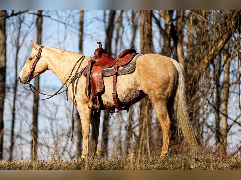 American Quarter Horse Gelding 10 years 15 hh Palomino in Santa Fe TN