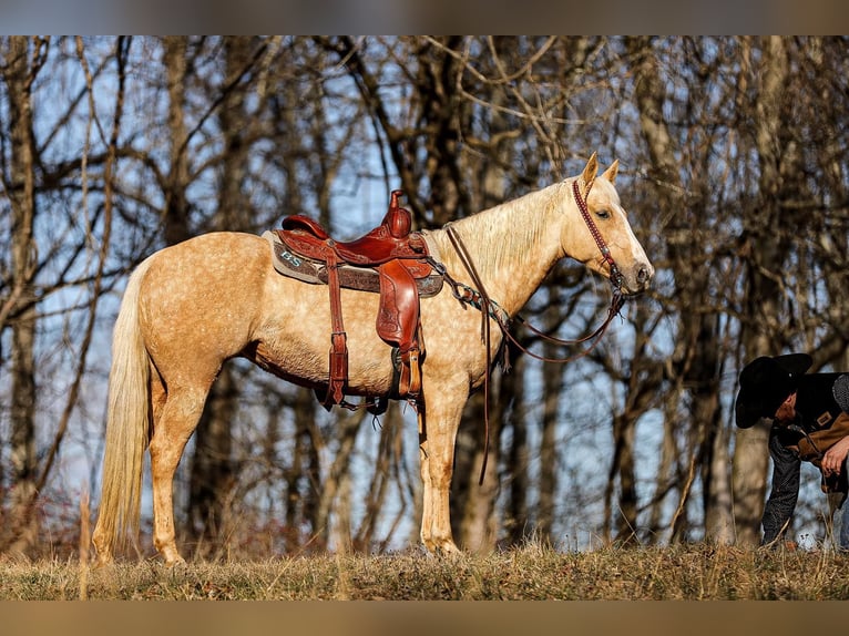 American Quarter Horse Gelding 10 years 15 hh Palomino in Santa Fe TN