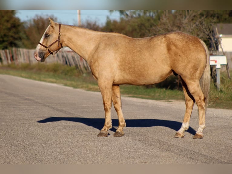 American Quarter Horse Gelding 10 years 15 hh Palomino in Stephenville TX