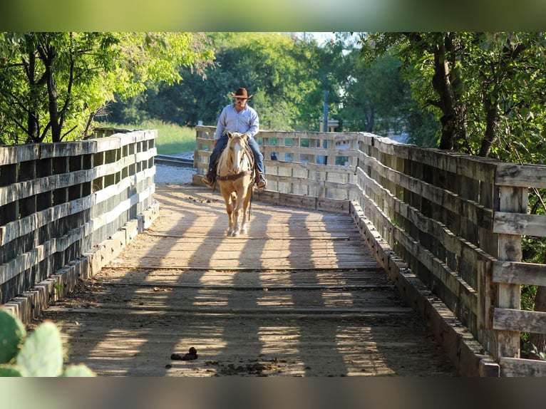 American Quarter Horse Gelding 10 years 15 hh Palomino in Stephenvillle TX