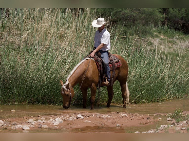 American Quarter Horse Gelding 10 years 15 hh Palomino in Sweet Springs MO