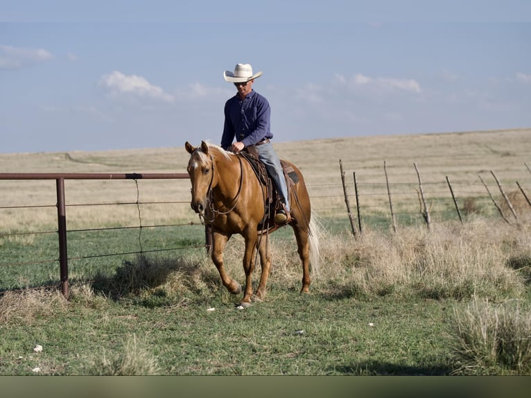 American Quarter Horse Gelding 10 years 15 hh Palomino in Sweet Springs MO