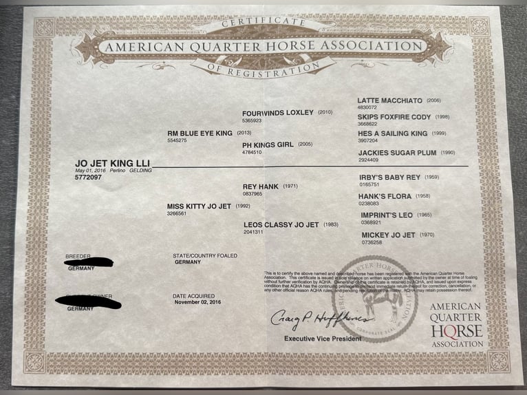 American Quarter Horse Gelding 10 years 15 hh Perlino in Hatten