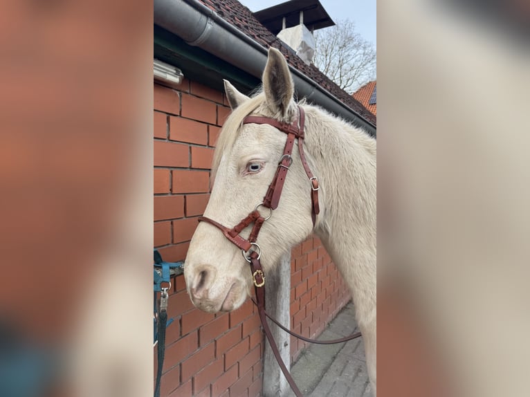 American Quarter Horse Gelding 10 years 15 hh Perlino in Hatten