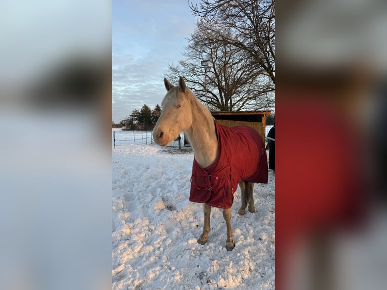 American Quarter Horse Gelding 10 years 15 hh Perlino in Hatten