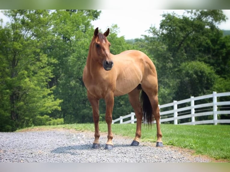 American Quarter Horse Gelding 10 years 15 hh Red Dun in Millerstown, PA