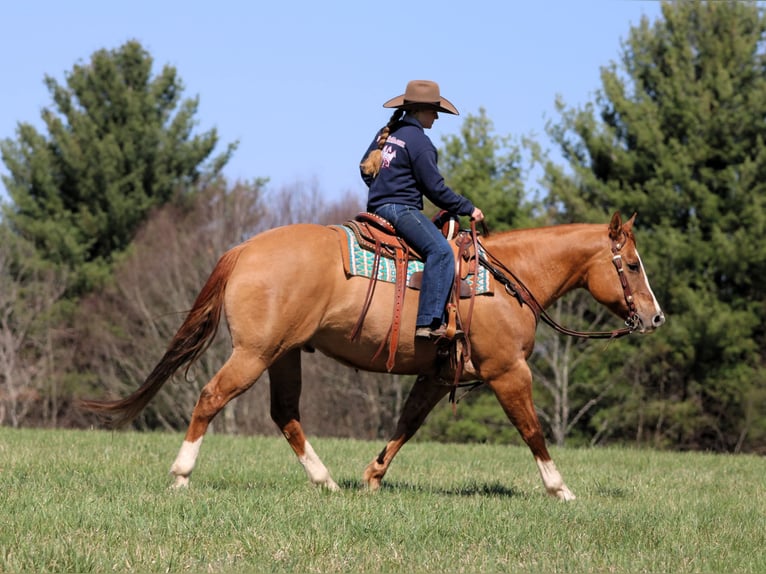 American Quarter Horse Gelding 10 years 15 hh Red Dun in Clarion