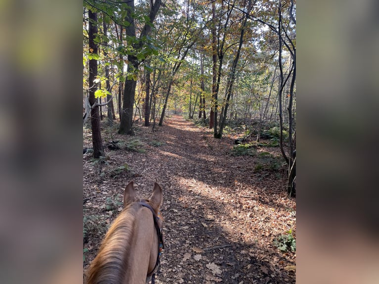 American Quarter Horse Gelding 10 years 15 hh Red Dun in Eersel