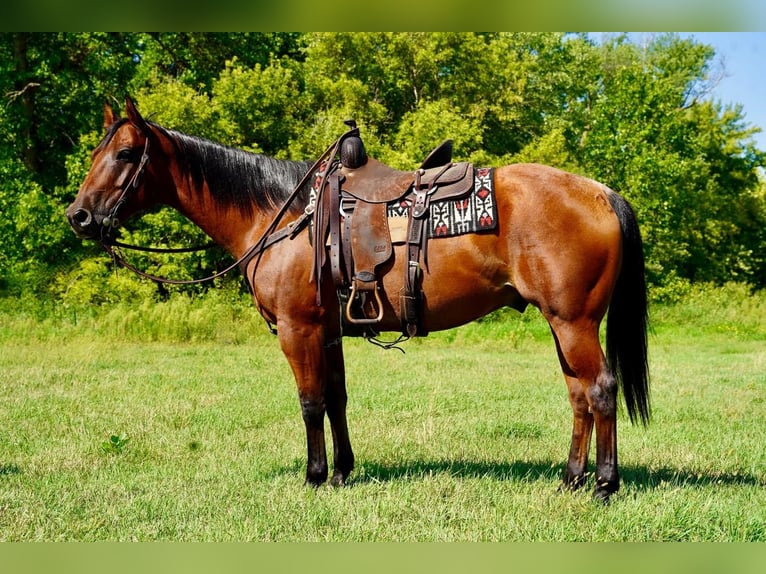 American Quarter Horse Gelding 10 years 15 hh Roan-Bay in Valley Springs, SD