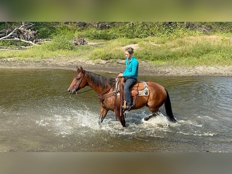 American Quarter Horse Gelding 10 years 15 hh Roan-Bay in Valley Springs, SD