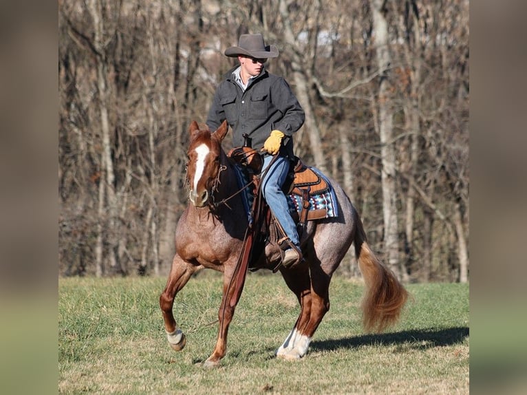 American Quarter Horse Gelding 10 years 15 hh Roan-Bay in Mount Vernon