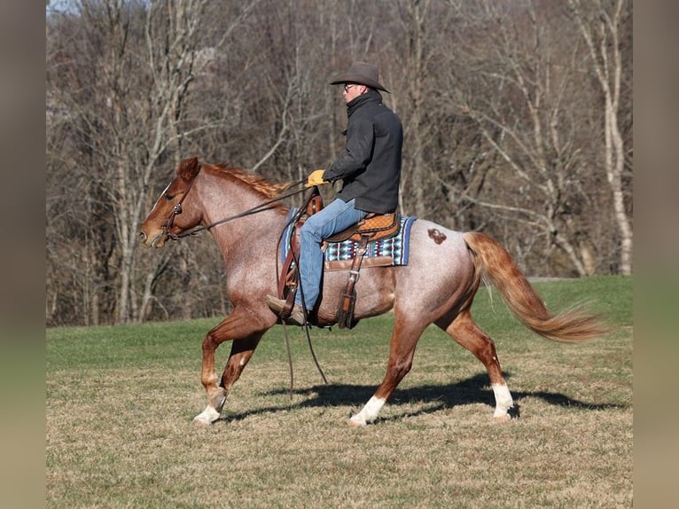 American Quarter Horse Gelding 10 years 15 hh Roan-Bay in Mount Vernon