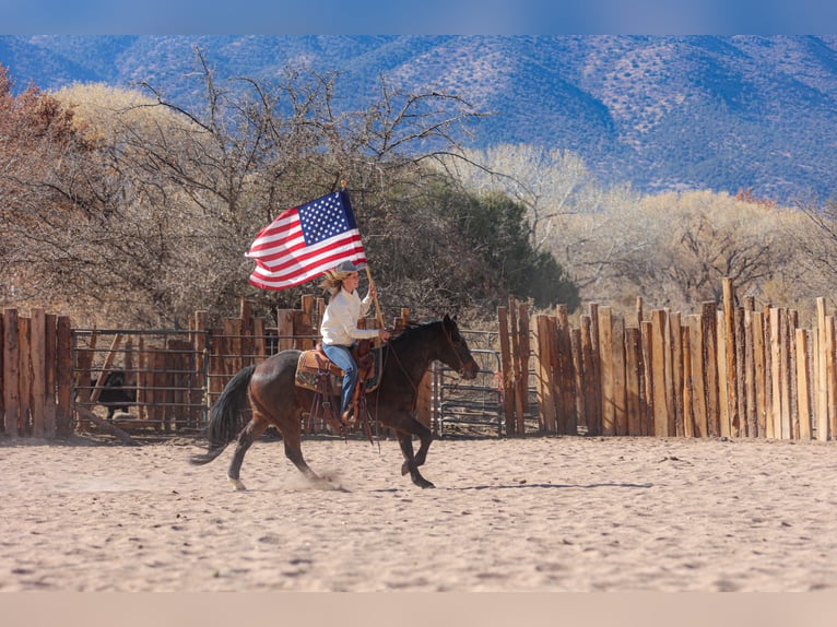 American Quarter Horse Gelding 10 years 15 hh Roan-Bay in Camp Verde, AZ