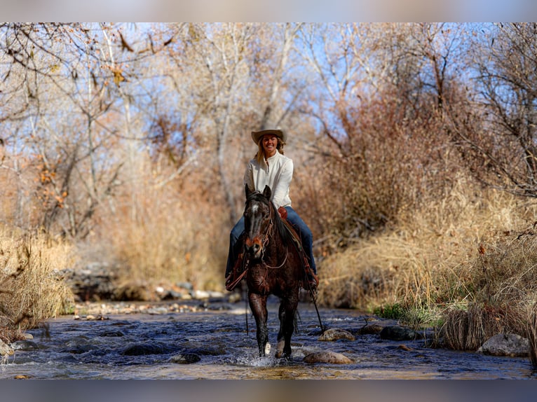 American Quarter Horse Gelding 10 years 15 hh Roan-Bay in Camp Verde, AZ