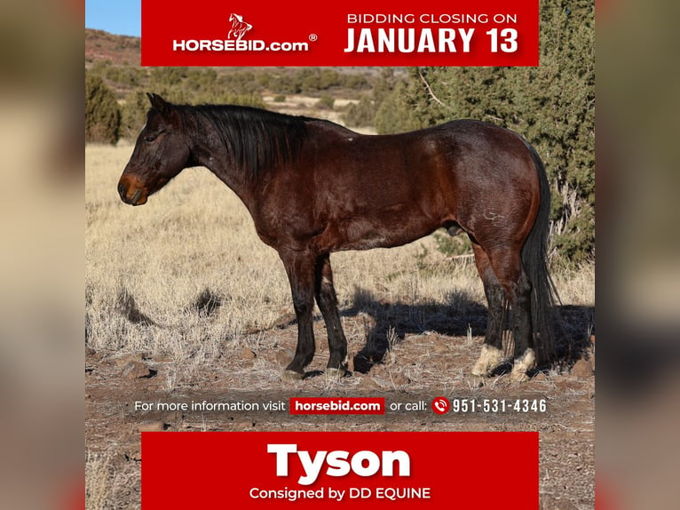 American Quarter Horse Gelding 10 years 15 hh Roan-Bay in Camp Verde, AZ