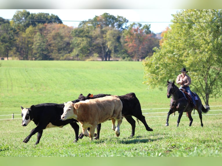 American Quarter Horse Gelding 10 years 15 hh Roan-Bay in Clarion
