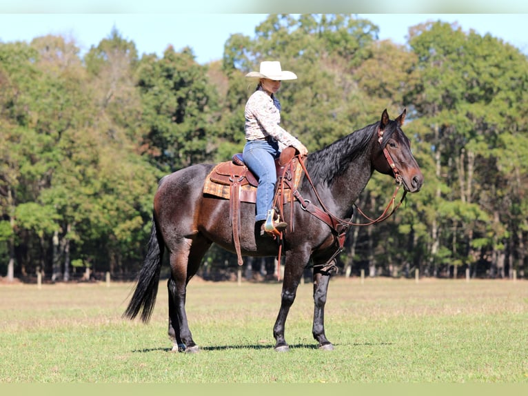 American Quarter Horse Gelding 10 years 15 hh Roan-Bay in Clarion